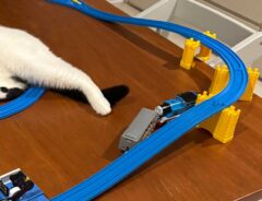 猫の画像