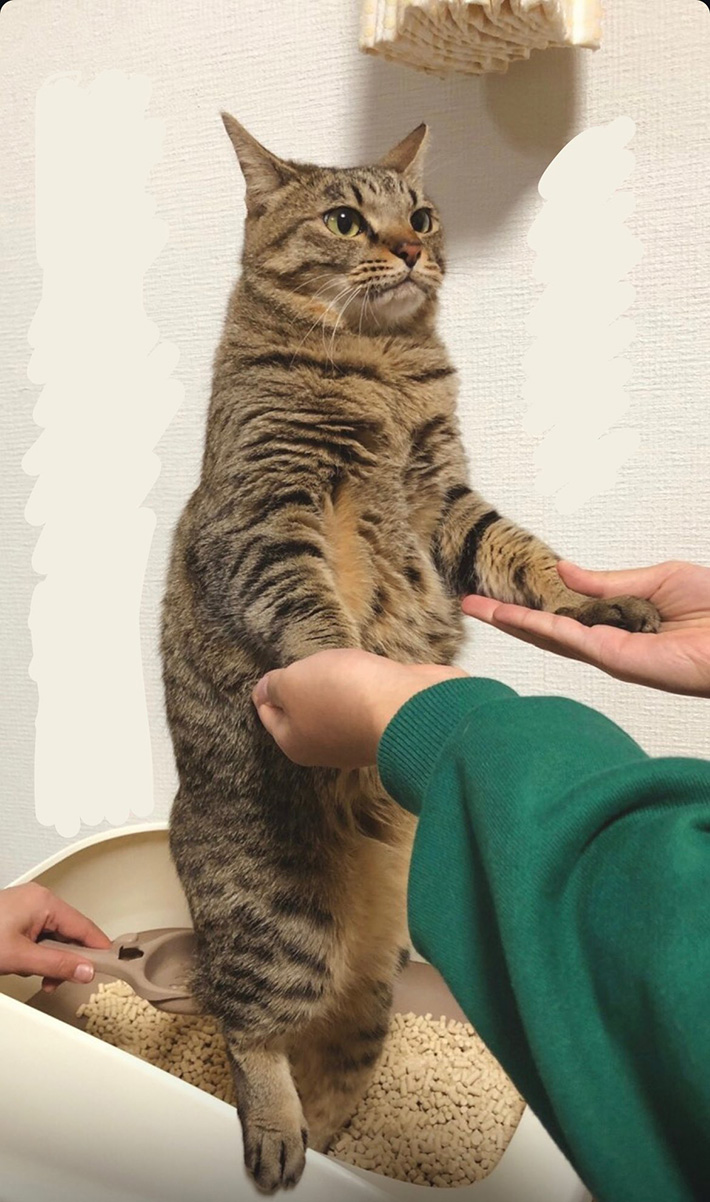 猫の写真
