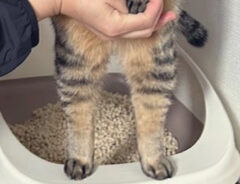 猫の写真