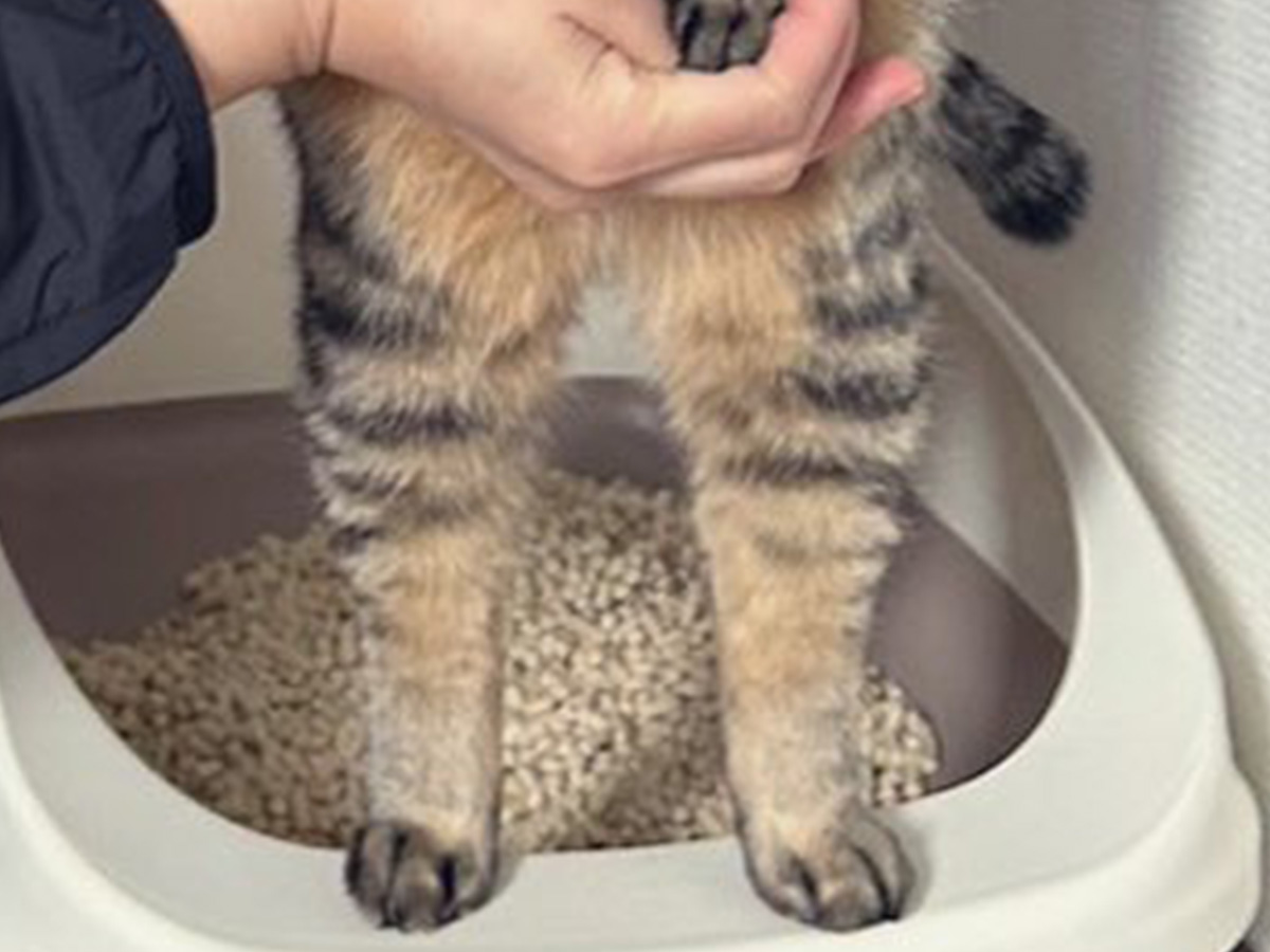 猫の写真