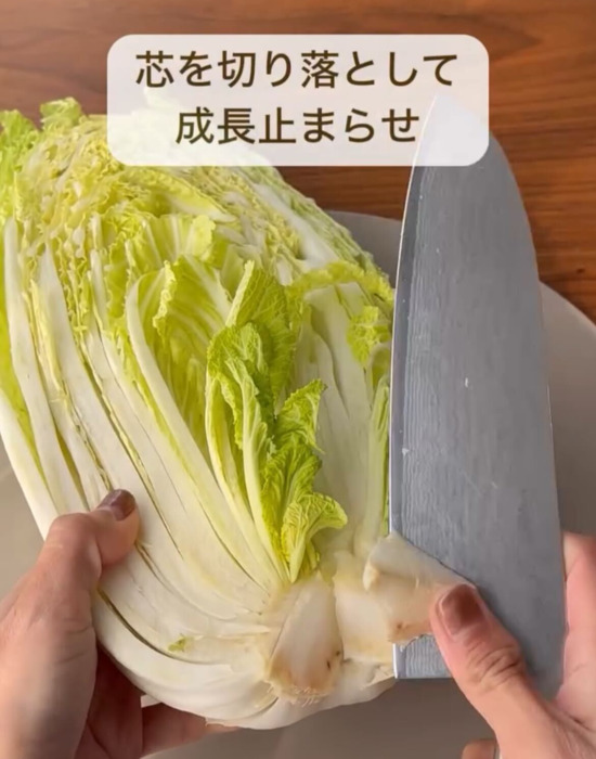 ハクサイの芯を切る様子