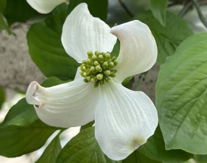 ハナミズキの花のアップ
