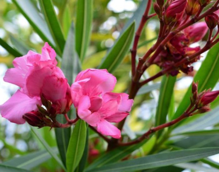キョウチクトウの花