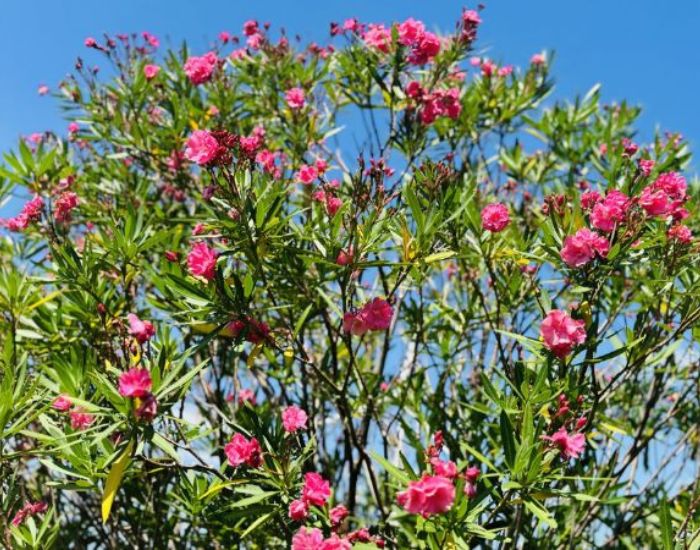 キョウチクトウの花