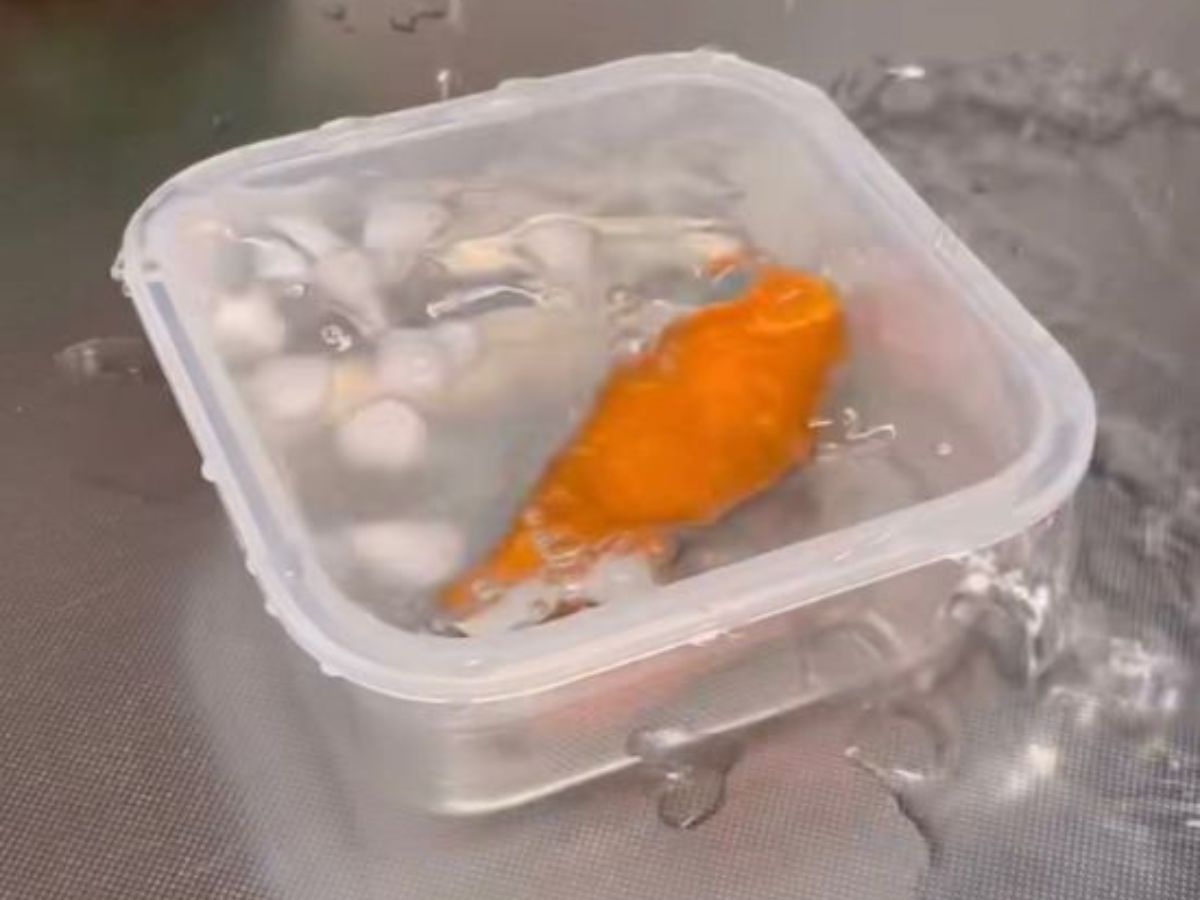 ニンジン