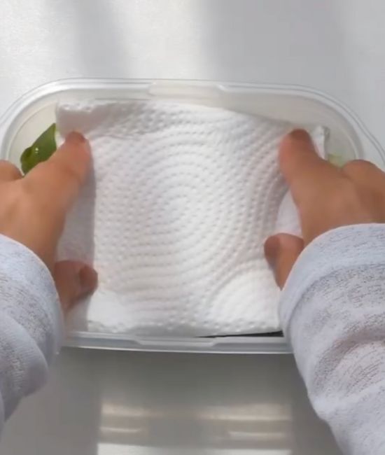 保存容器に入れたネギの上にキッチンペーパーを被せる様子