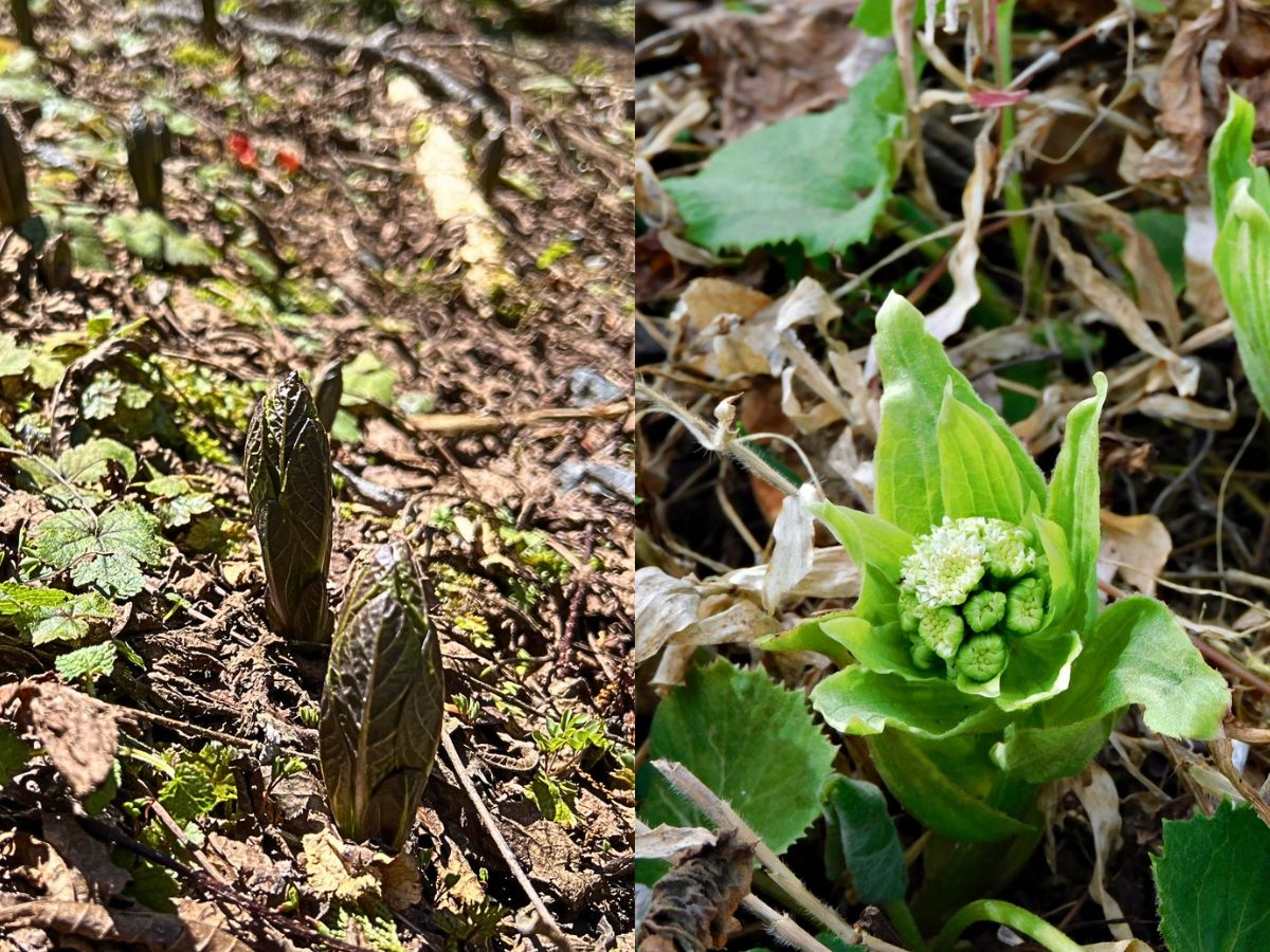 ハシリドコロとフキノトウの比較画像