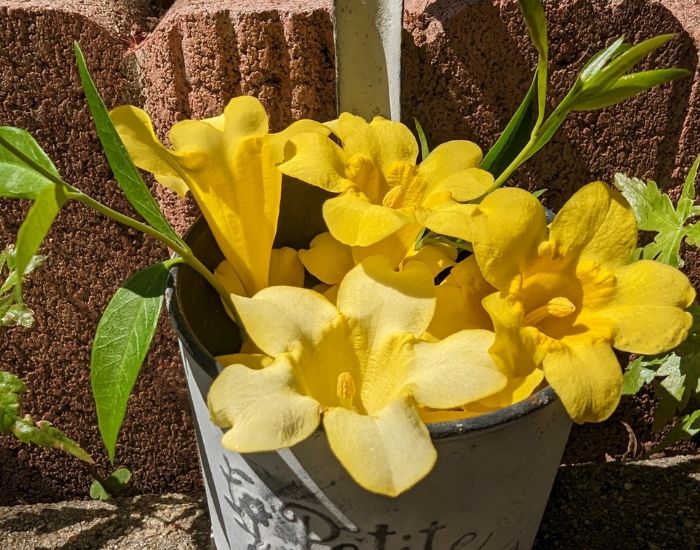 鉢に植えられたカロライナジャスミン