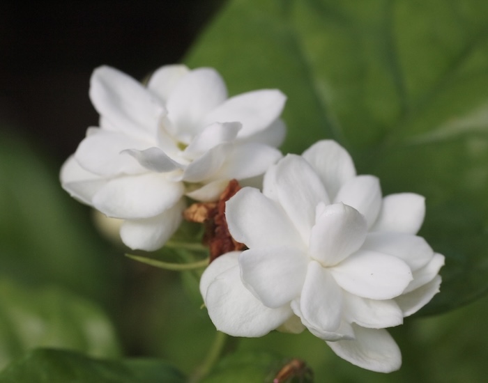 茉莉花