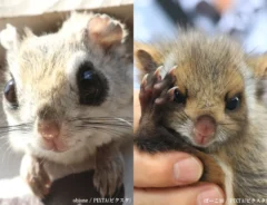 モモンガとムササビの画像