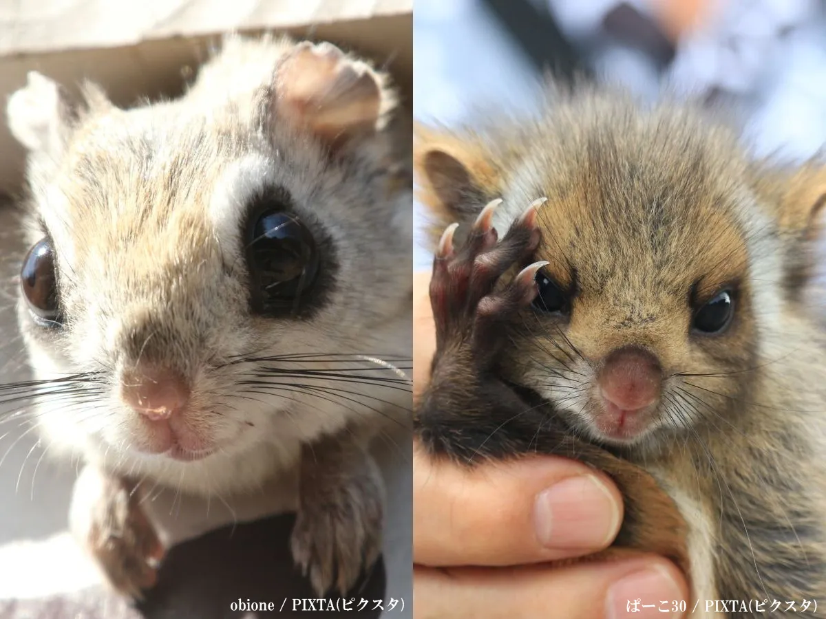 モモンガとムササビの画像