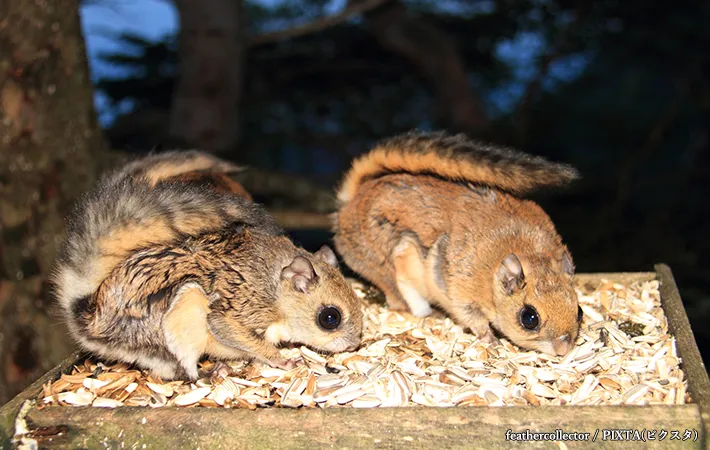 『モモンガ』と『ムササビ』はペットとして飼える？