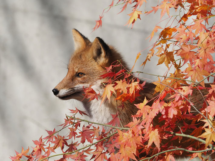 キツネの画像