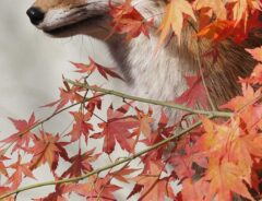 キツネの画像