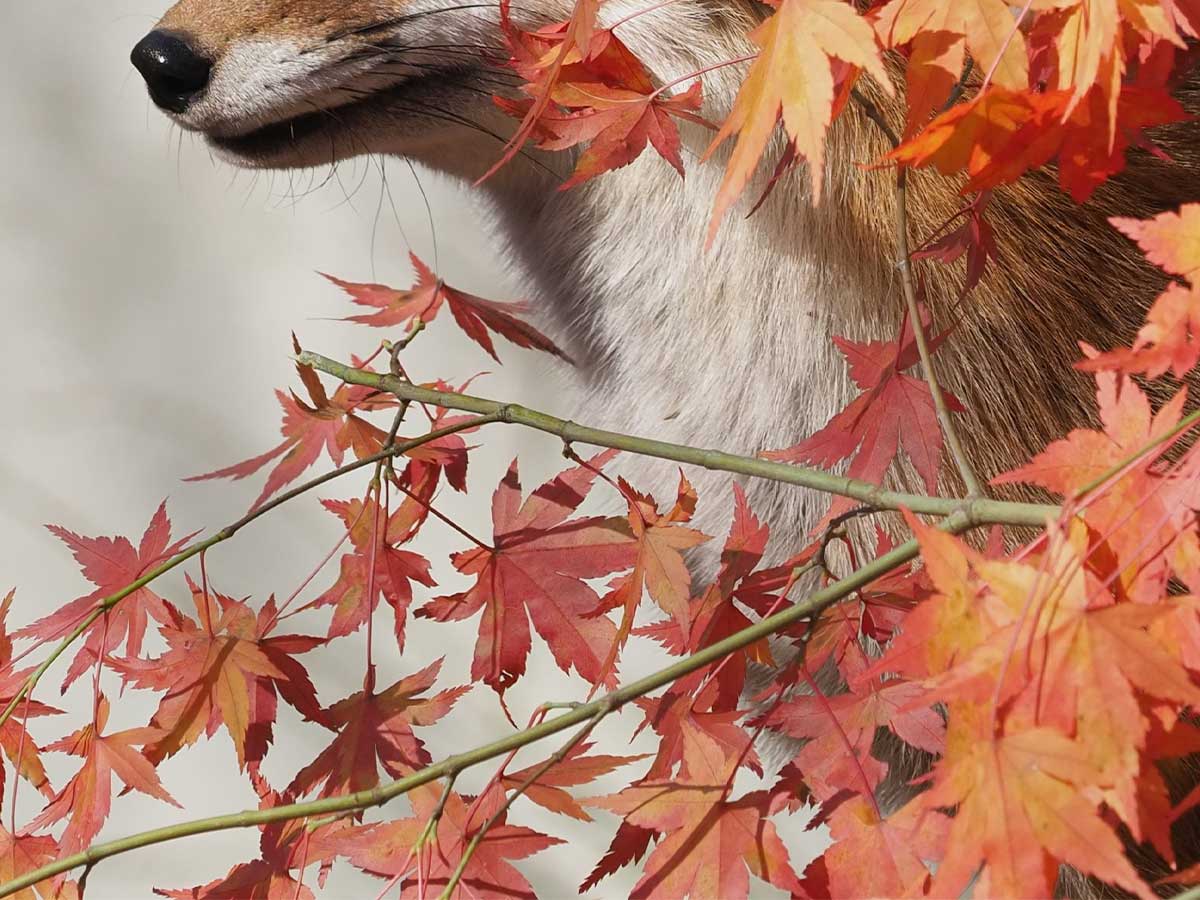 キツネの画像