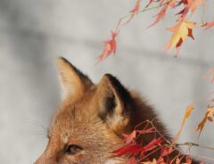 キツネの画像