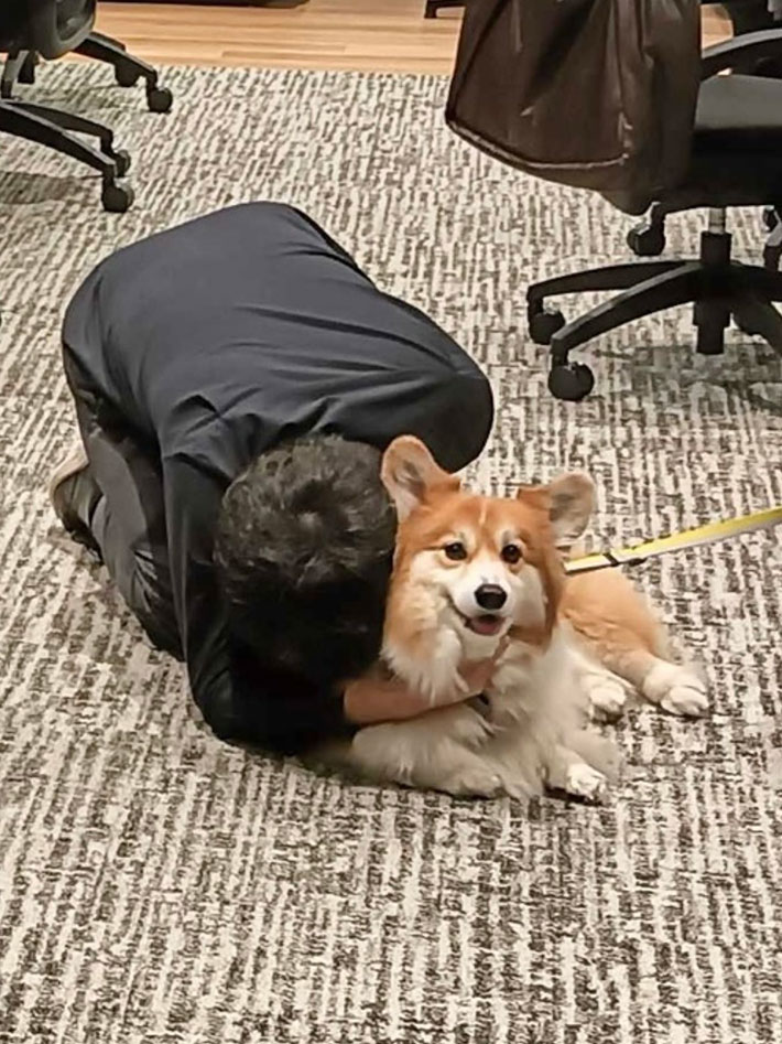 犬の写真
