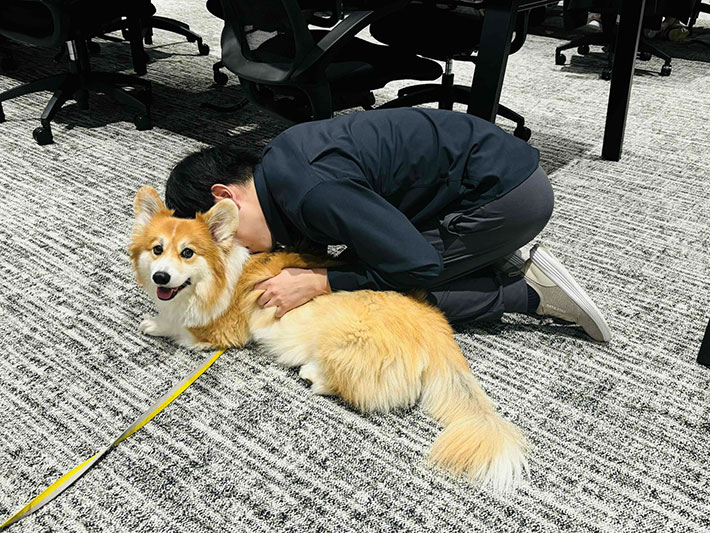 犬の写真