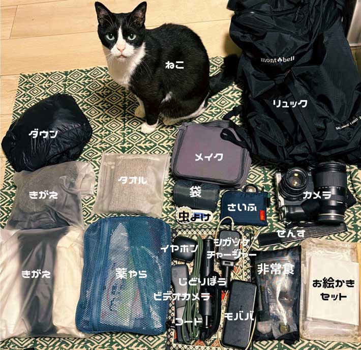 荷物に紛れる猫