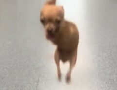 前脚がないチワワの写真