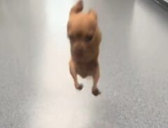 前脚がないチワワの写真