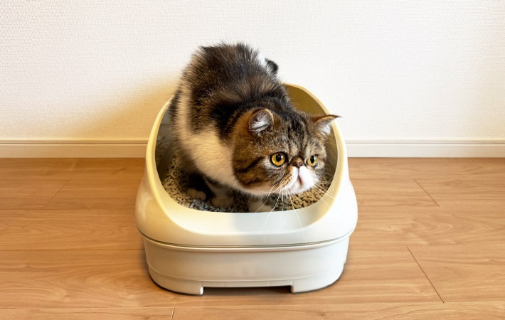 トイレをする猫