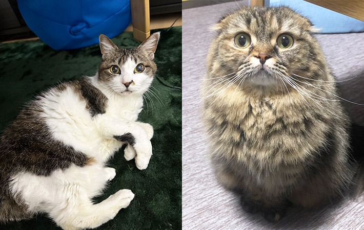 あずきちゃんとわらびちゃん