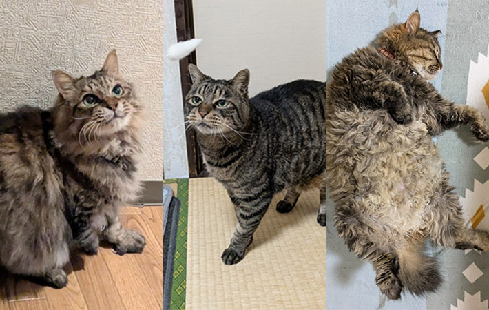 げんたくん、かんたくん、まりもちゃん