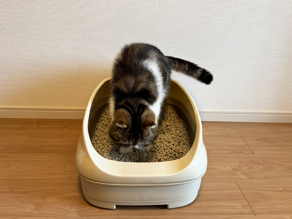 トイレ中の猫