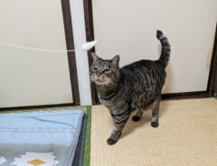 猫の写真
