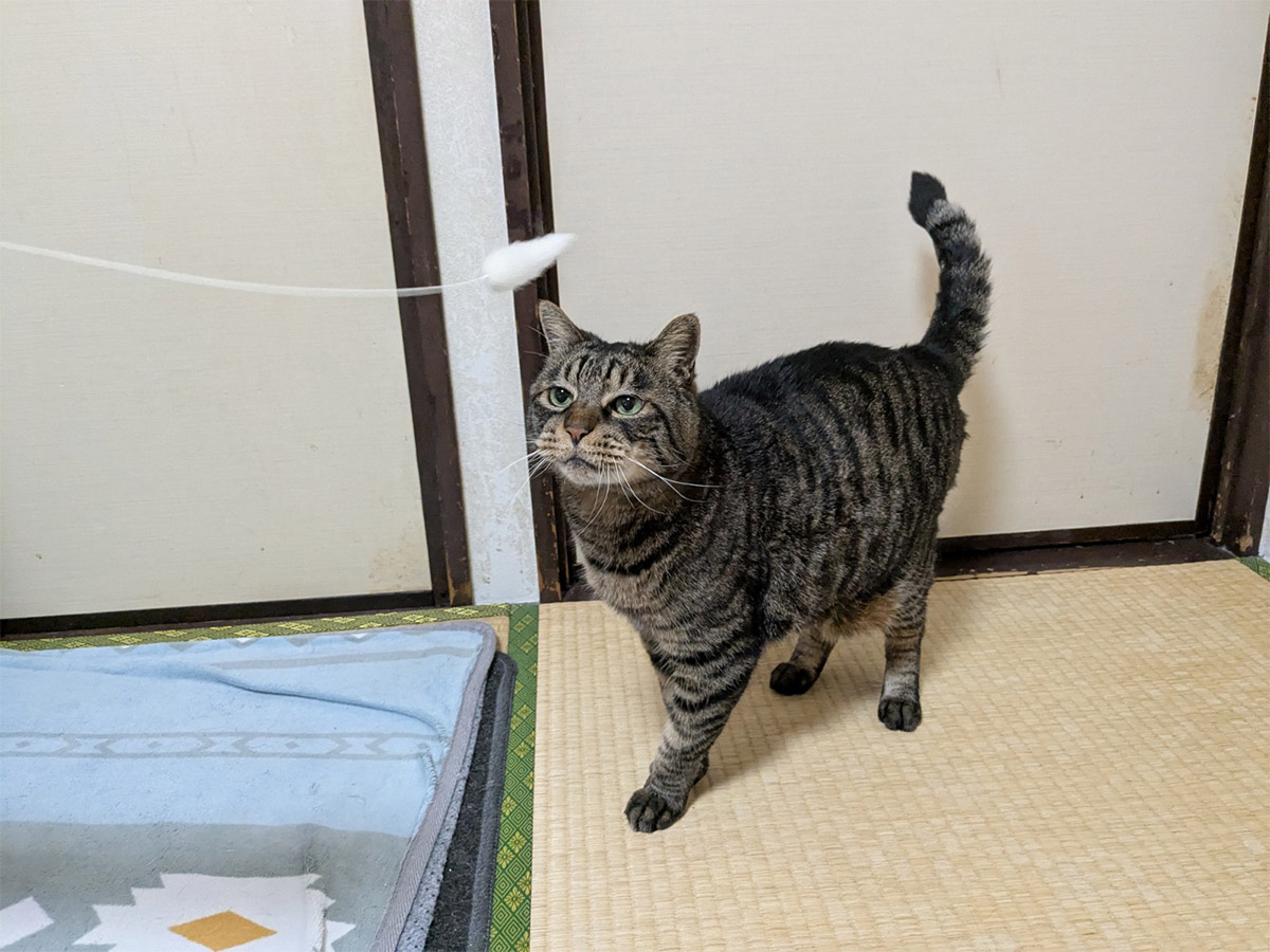 猫の写真