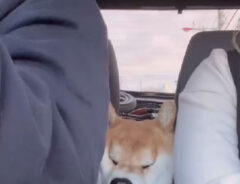 柴犬