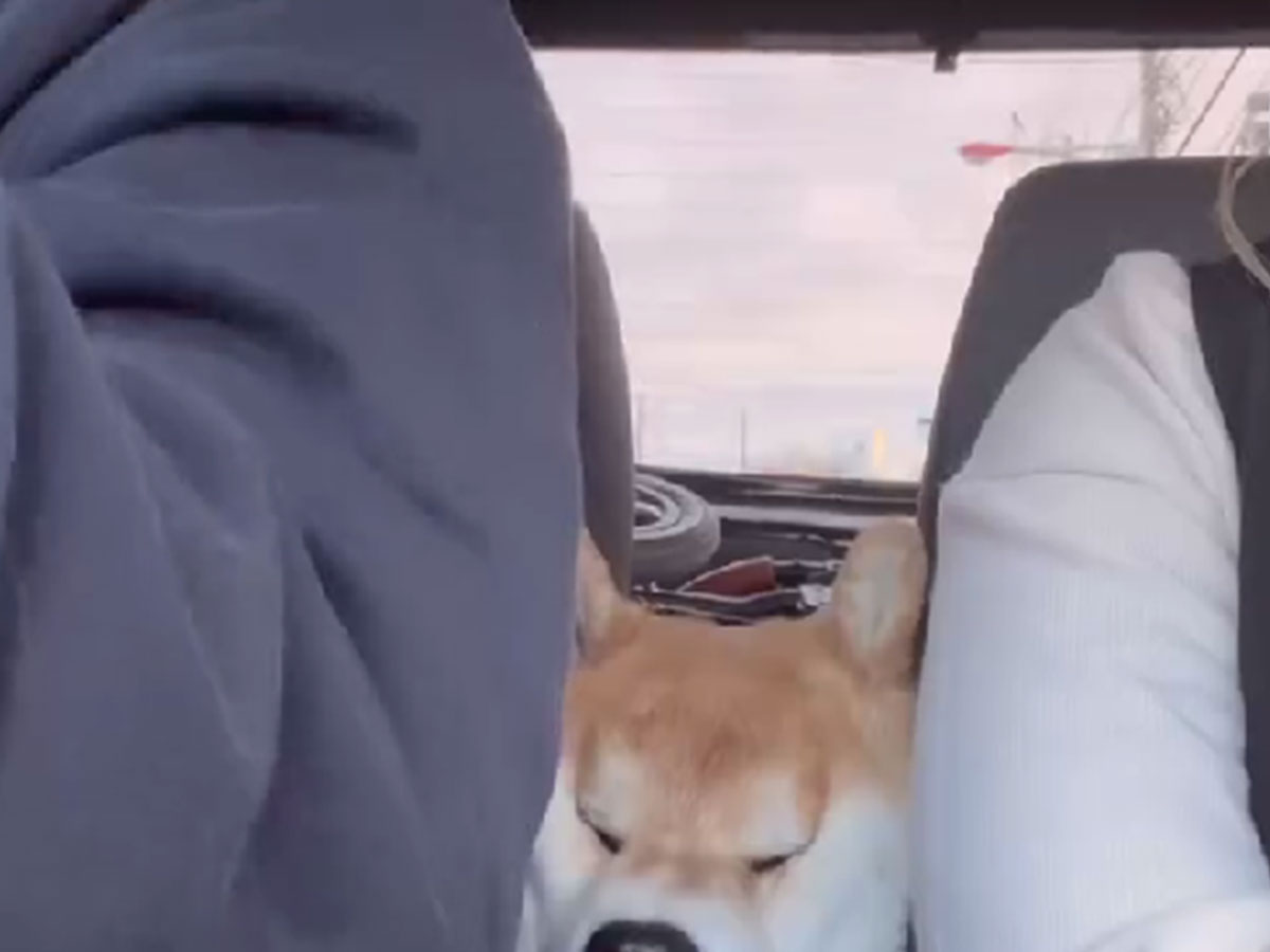 柴犬