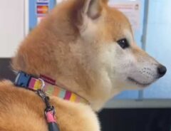 柴犬の写真
