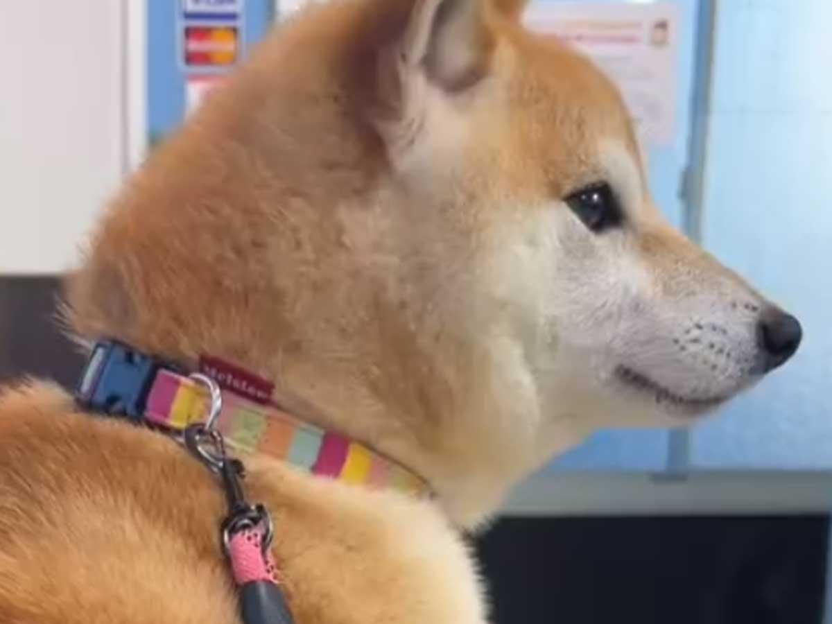 柴犬の写真