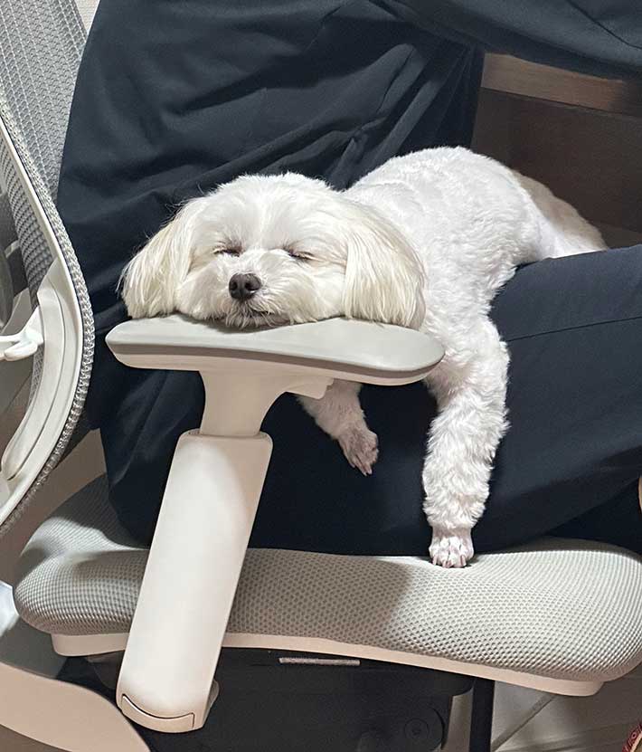 椅子のひじ掛けに顎を置いて寝る犬の写真