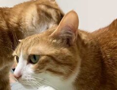 猫の写真