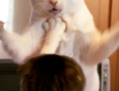 猫の写真