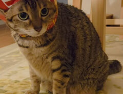 猫の写真