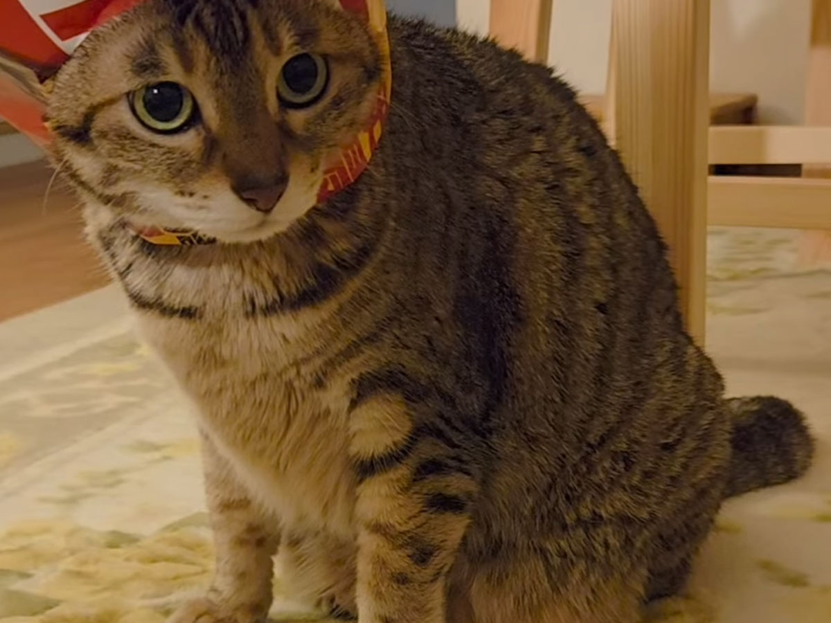 猫の写真
