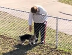 フェンス越しにコーギーをなでようとする女性の写真