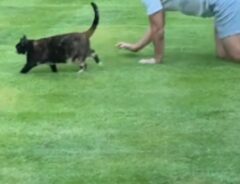 庭を四つん這いで歩く男性と猫の写真