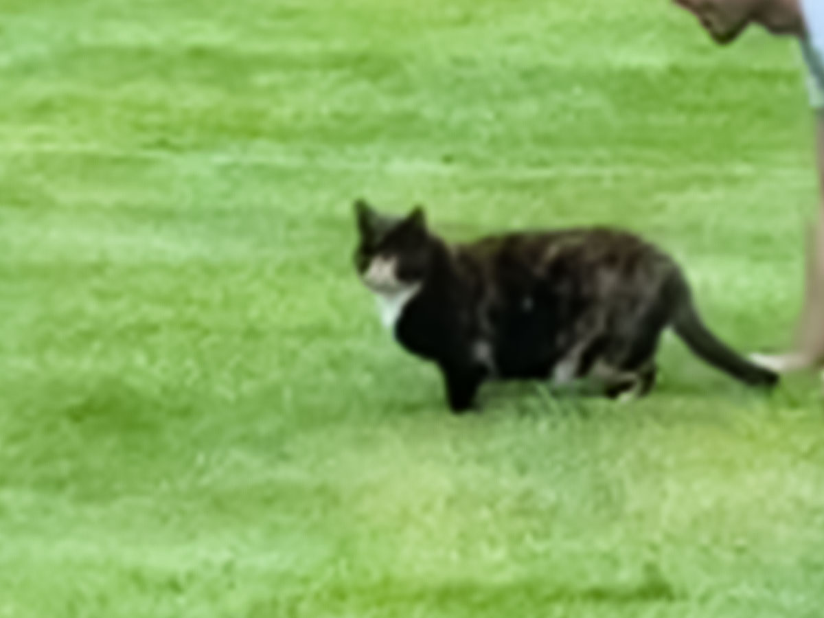 猫の写真