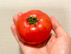 トマトの写真