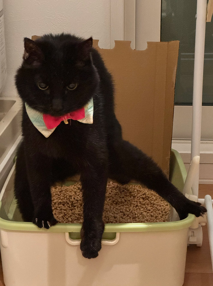 黒猫のルナくん