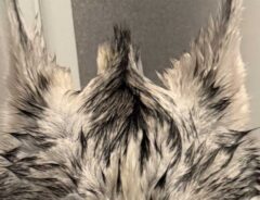 シベリアンハスキーの写真