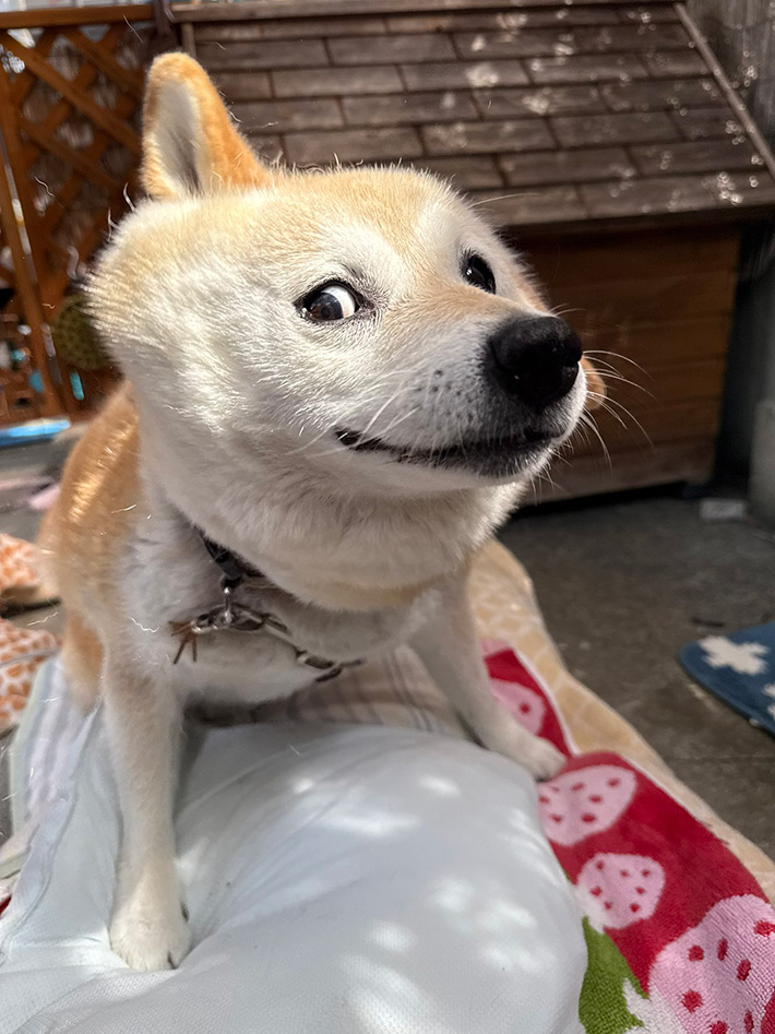 柴犬の写真