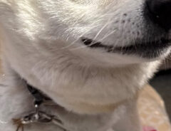 柴犬の写真