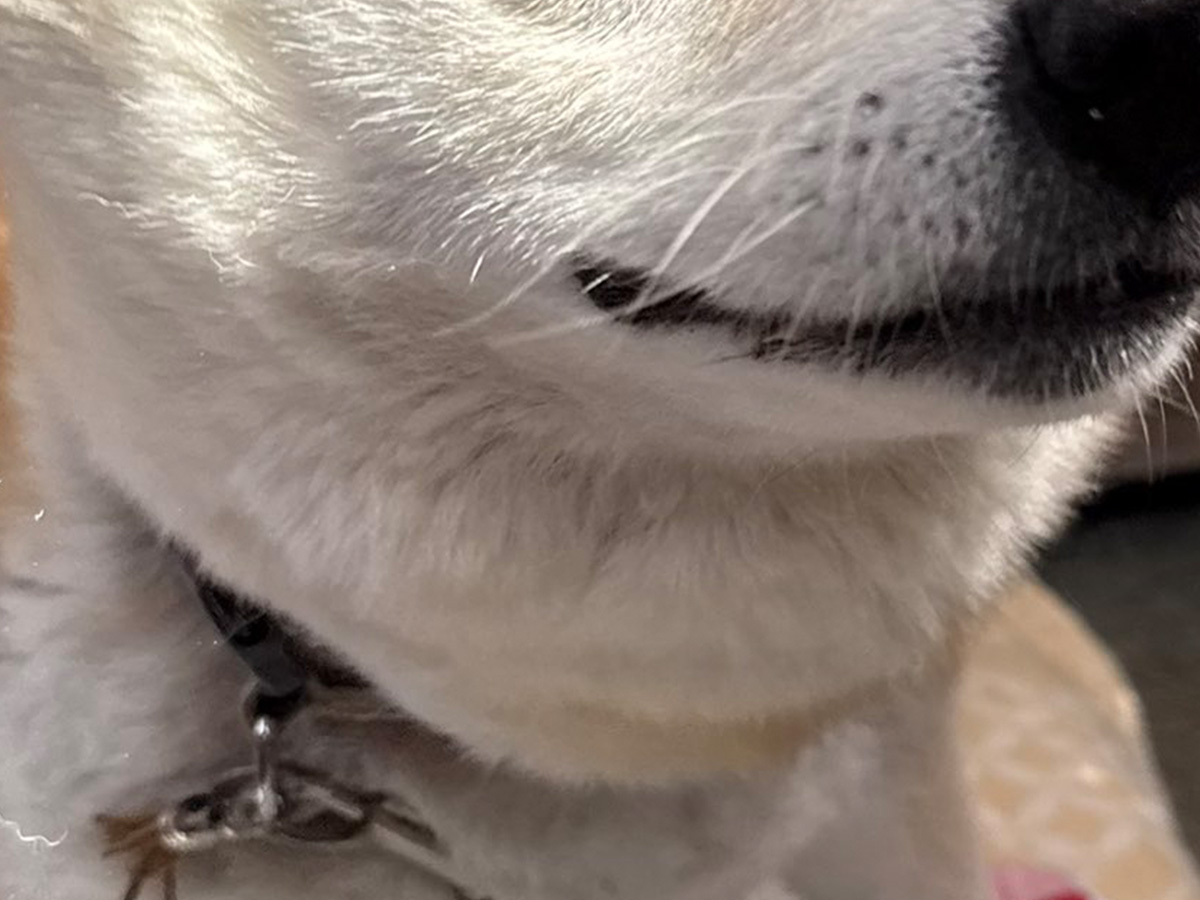 柴犬の写真