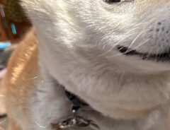 柴犬の写真